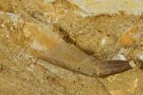 Fossil Plesiosaur (Zarafasaura) Tooth - Morocco #116950-1
